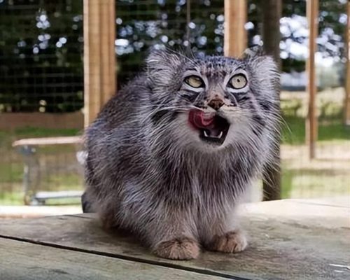 猞猁排行榜(哪种猞猁体型最大)插图10