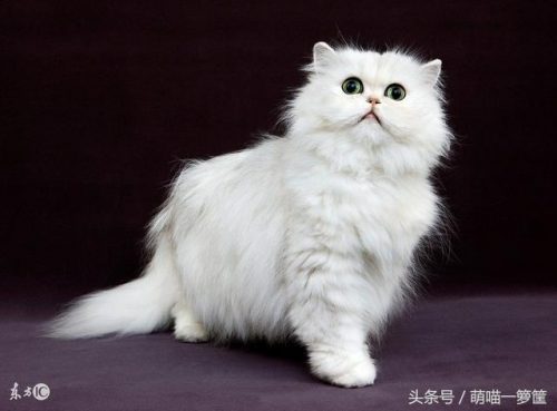 全网排名前十的小猫(母猫完全不管小猫)插图2