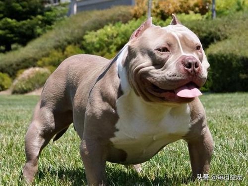十大禁犬排行榜(中国十大禁养犬分别是)插图12