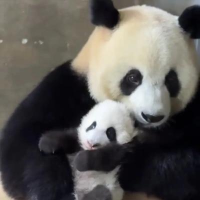排行榜熊猫(熊猫的战斗力在熊排名第几)插图29
