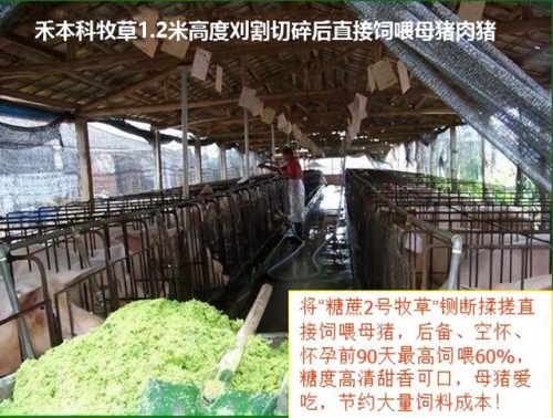 广西草类品种排名前十(广西野生植物大全图)插图16