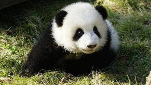 排行榜熊猫(熊猫的战斗力在熊排名第几)插图23