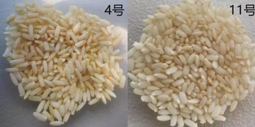 辽宁糙米品牌排名前十(糙米机)插图11