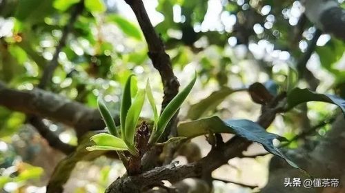 产地茶叶价格排名前十(云南十大名茶排名)插图2