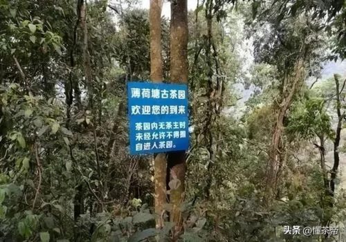 产地茶叶价格排名前十(云南十大名茶排名)插图3