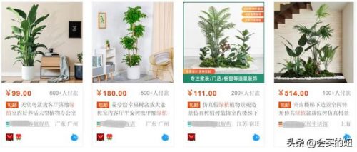 广东盆栽网店排名前十(广州小盆栽批发平台)插图2