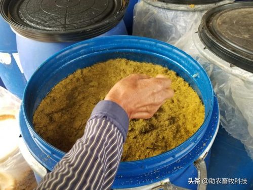 广西草类品种排名前十(广西野生植物大全图)插图24