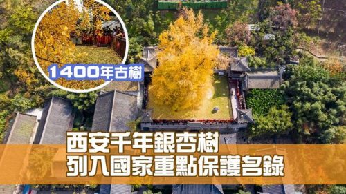 大树排行榜(世界最高树700米)插图1