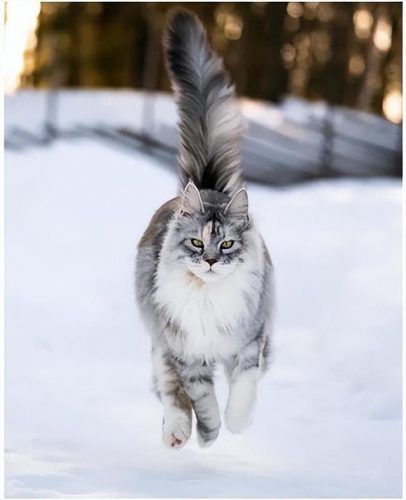 猞猁排行榜(哪种猞猁体型最大)插图24
