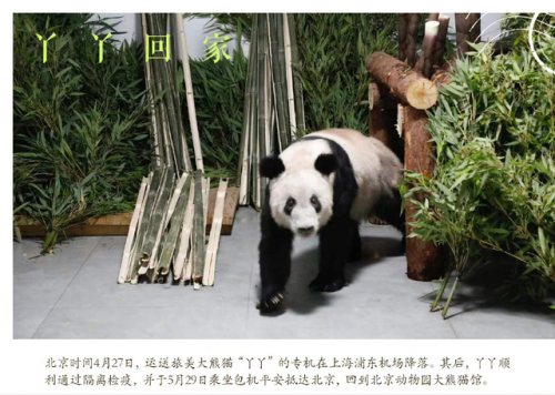 排行榜熊猫(熊猫的战斗力在熊排名第几)插图3