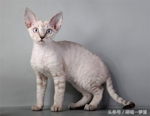 全网排名前十的小猫(母猫完全不管小猫)插图9