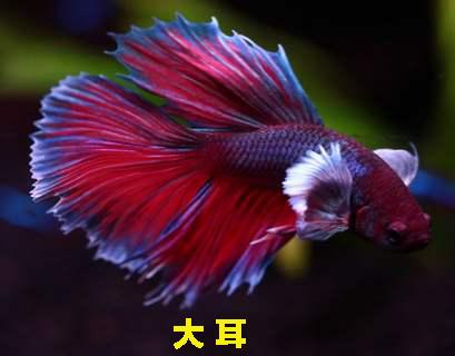 泰国斗鱼品相排名前十(泰国斗鱼什么品种最好)插图11