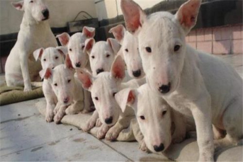 十大恶狗排行榜图片(十大恶犬排名介绍图)插图5
