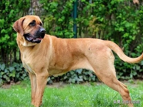 十大禁犬排行榜(中国十大禁养犬分别是)插图1