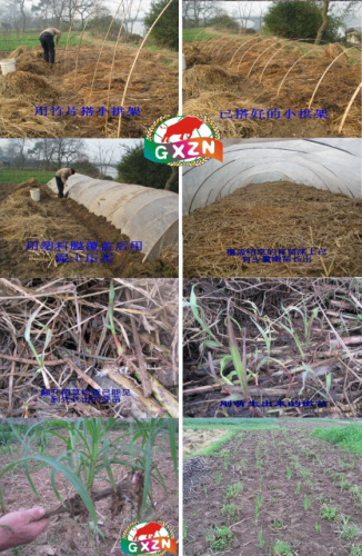 广西草类品种排名前十(广西野生植物大全图)插图11
