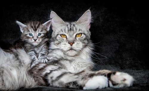 猞猁排行榜(哪种猞猁体型最大)插图23