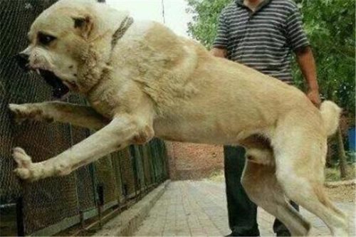 十大恶狗排行榜图片(十大恶犬排名介绍图)插图8