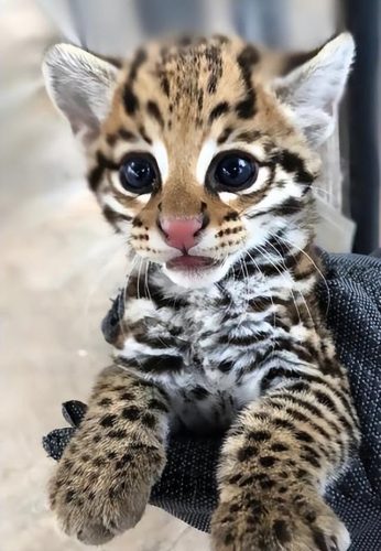 猞猁排行榜(哪种猞猁体型最大)插图22