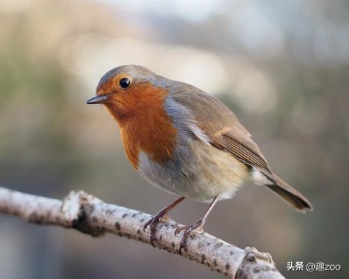 各国高音怪物排名前十(世界顶级五大男高音)插图8
