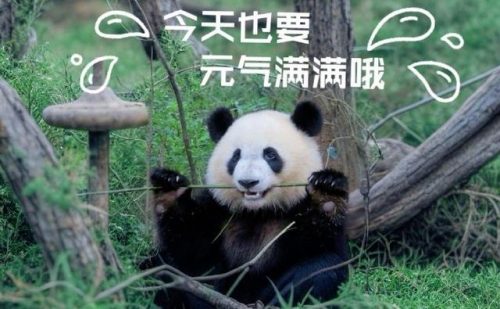 排行榜熊猫(熊猫的战斗力在熊排名第几)插图11