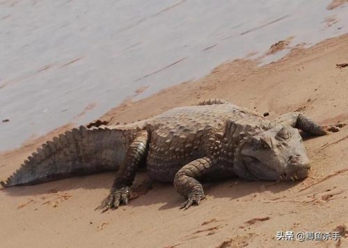 电鳗排行榜(狼鳗和电鳗哪个厉害)插图2