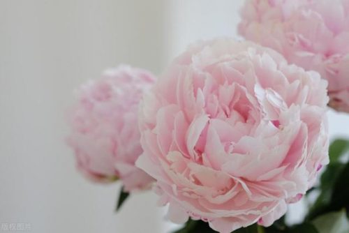 芍药排行榜(芍药最好品种)插图1
