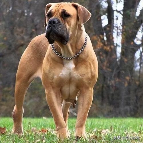 十大禁犬排行榜(中国十大禁养犬分别是)插图7