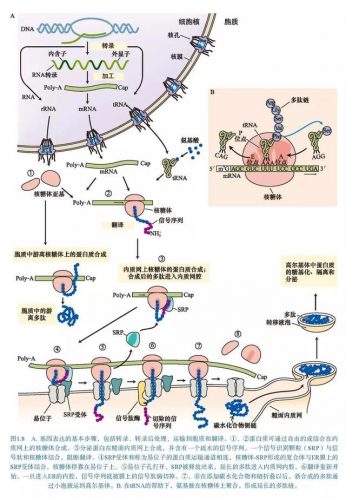 生物海外博士排名前十(全国排名前十的生物菌肥)插图15