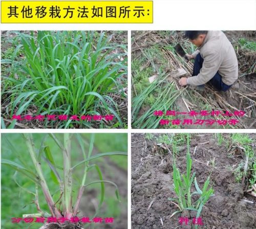 广西草类品种排名前十(广西野生植物大全图)插图14