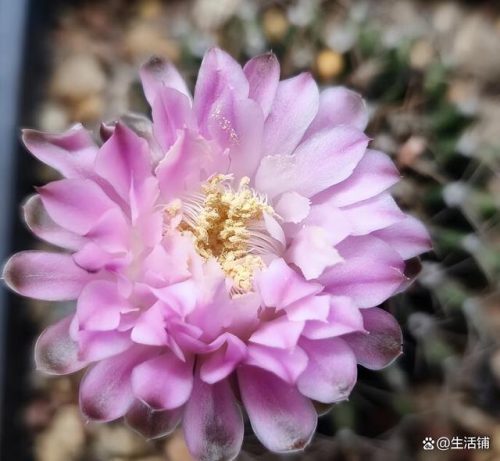 多肉植物的价格排行榜(多肉植物一般价格表)插图9