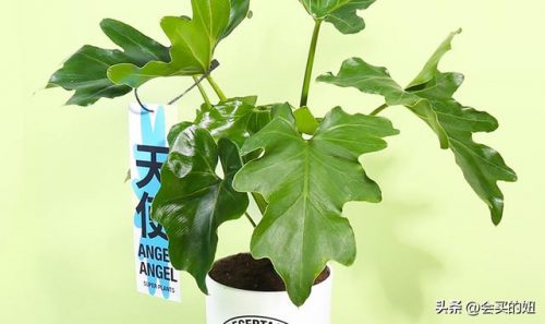 广东盆栽网店排名前十(广州小盆栽批发平台)插图10
