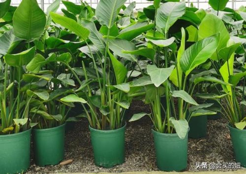 广东盆栽网店排名前十(广州小盆栽批发平台)插图4