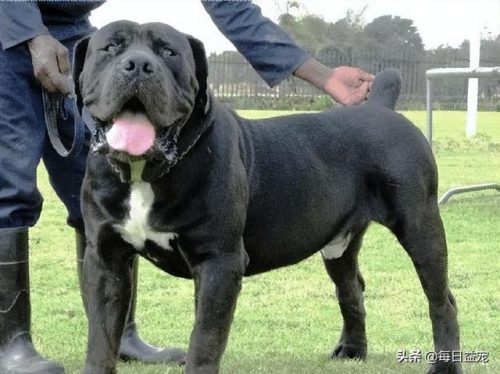 十大禁犬排行榜(中国十大禁养犬分别是)插图6