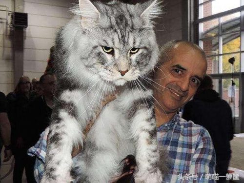 全网排名前十的小猫(母猫完全不管小猫)插图7