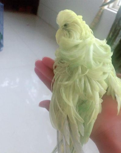 羽衣鹦鹉价位排名前十(单花羽衣虎皮鹦鹉)插图