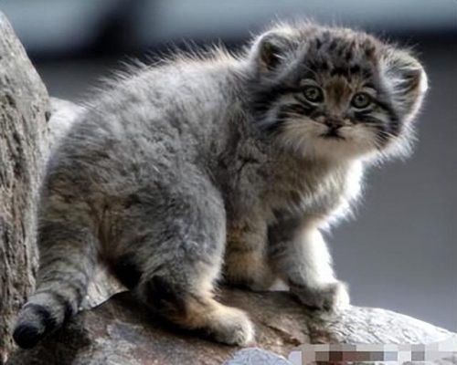 猞猁排行榜(哪种猞猁体型最大)插图19