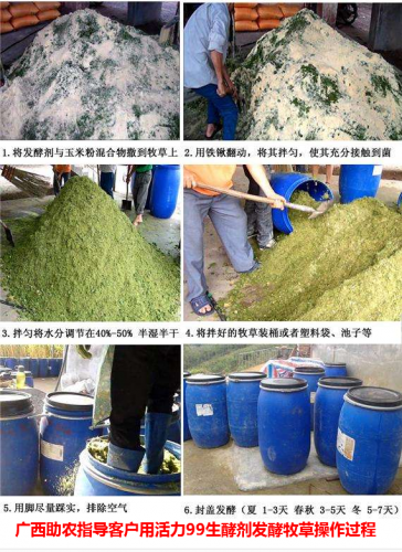 广西草类品种排名前十(广西野生植物大全图)插图20