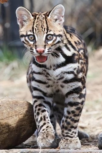 猞猁排行榜(哪种猞猁体型最大)插图21
