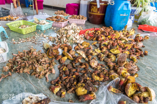 昆明菌类餐饮排名前十(云南最好吃的菌类排名)插图11