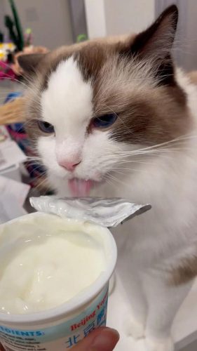 猫零食排行榜(十大最好猫条品牌)插图2