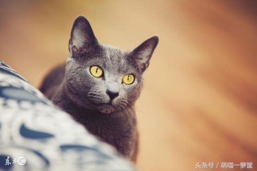 全网排名前十的小猫(母猫完全不管小猫)插图3