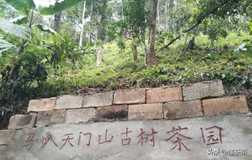 产地茶叶价格排名前十(云南十大名茶排名)插图5