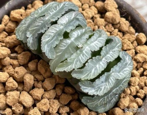 多肉植物的价格排行榜(多肉植物一般价格表)插图4