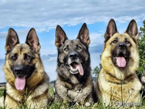 十大禁犬排行榜(中国十大禁养犬分别是)插图8