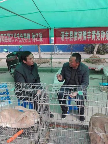 中国种兔品种排名前十(肉兔品种排行榜)插图6