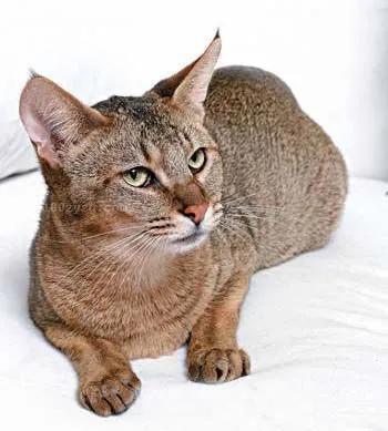 排名前十的猫总(世界上最聪明的猫排名前十名)插图3