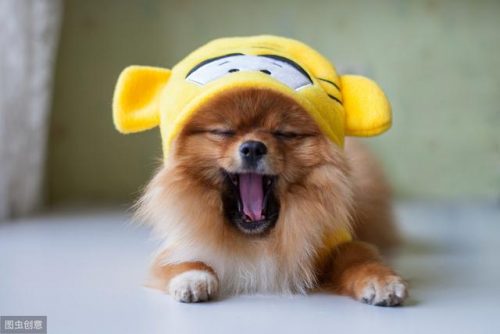 什么狗狗最可爱排行榜(十大最可爱的狗)插图5