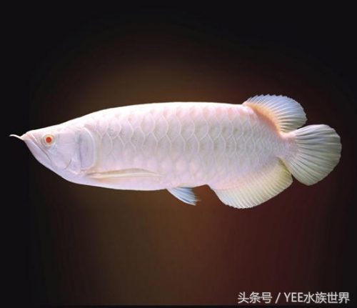 淡水观赏鱼排行榜(十大最好养小型淡水观赏鱼)插图2