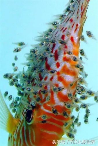 淡水观赏鱼排行榜(十大最好养小型淡水观赏鱼)插图5