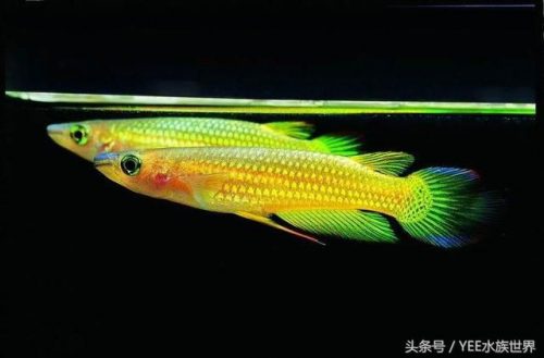 淡水观赏鱼排行榜(十大最好养小型淡水观赏鱼)插图